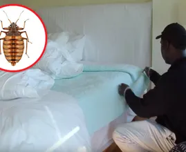 Dit zijn de 6 favoriete verstopplekken van bedwantsen