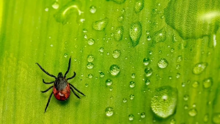Opletten: teken komen meer voor in eigen tuin dan gedacht
