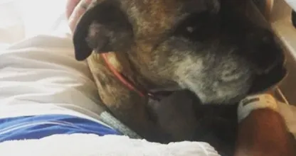 UMCG laat hond afscheid nemen van stervend baasje: ’Hij kroop rustig bij zijn baasje in bed’