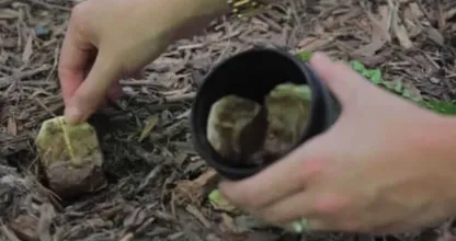 Enterre seus sacos de chá usados ​​em seu jardim e isso é o que acontecerá! Surpreendente!