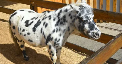 Wacht, wat? Dronken bezoekers laten pony achter op terras
