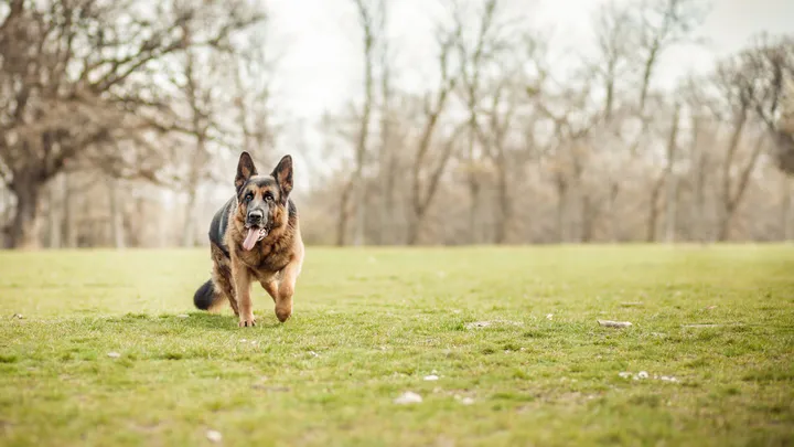 Un chien policier à la retraite fait une découverte intéressante avec l’aide de son propriétaire