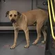 This Dog Took The Subway Every Day, Until Man Puts A Tracker On Him And Discovered The Secret Reason Why...