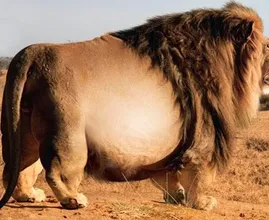 This Lion Was Spotted In The Wild - Vet Is Shocked When He Realizes Why It Is So Huge