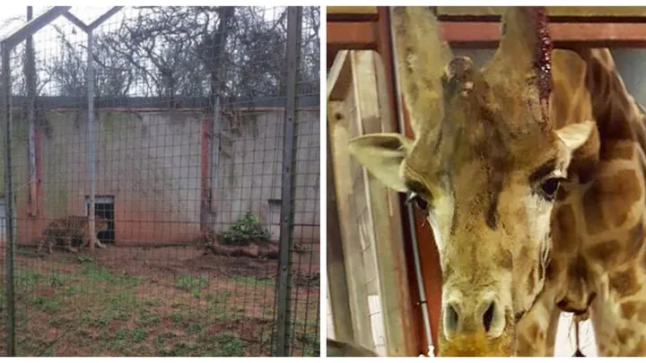 Deze Britse 'horrordierentuin' moet verplicht haar deuren sluiten!  Ongelofelijk, die arme dieren...