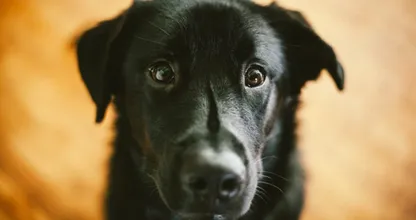 Triest: zwangere hond Jip werd nooit opgehaald uit het hondenpension