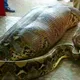 These Workers Found A Giant Snake - You Won't Believe What They Found Inside!