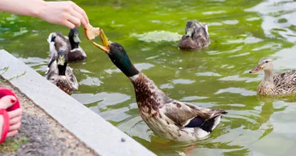 Verfütterst du altes Brot an Enten? Dann lies dir das hier bitte kurz durch!