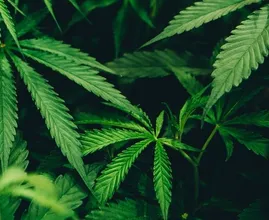 Afgelopen jaar veel minder drugslabs en wietplantages ontmanteld
