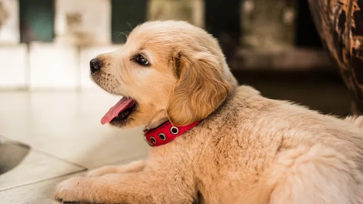 Dat is even kijken: deze Golden Retriever heeft een heel bijzondere kleur