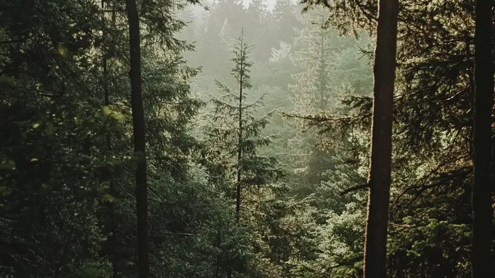 Dois ursos a levaram para a floresta - o que ela encontrou foi devastador