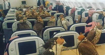 Warum 80 Raubvögel ein Flugticket bekamen