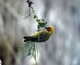 Met deze do's en don'ts help je vogels de winter door