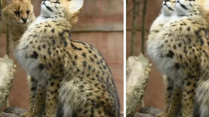 Tenetevi stretti le risate - 40 momenti divertenti con animali adorabili