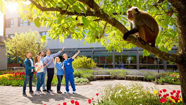 Monkey Visits Children’s Hospital Every Day – The Reason Why Will Melt Your Heart
