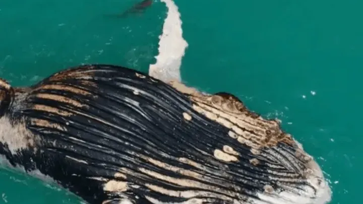30 fotos assustadoras da vida real tiradas por drones que vão fazer você tremer de medo