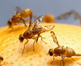 Ah, so that's where fruit flies come from and THIS is how you get rid of them!