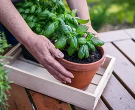 Plucking basil leaves one by one is why your plant gets tall and bare—here’s where to cut instead
