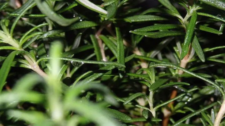 Deze 21 tuinhacks besparen je veel tijd en geld