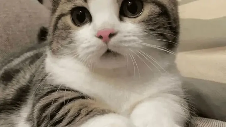 30 dicas para donos de gatos: Seu guia para entender e cuidar de seu gato
