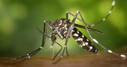 Got an annoying mosquito bite? With these tips it will stop itching right away!