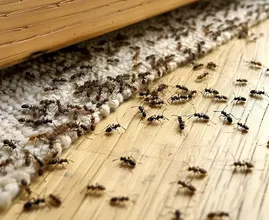 Ärger mit Ameisen in Ihrem Garten oder sogar in Ihrem Haus? Diese Tricks funktionieren!