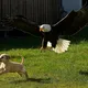 Adler schnappt Welpe aus Hof - Was die Nachbarn entdecken, wird Sie umhauen!