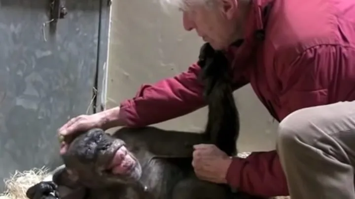  Vídeo conmovedor: Este chimpancé de 59 años se despide de un viejo amigo