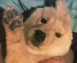 Il cucciolo carino con un orecchio solo è un grande successo su Instagram