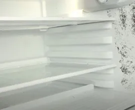 The fastest way to remove mold in the refrigerator