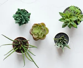 Zo kan het ook: 8 tips voor alternatieve bloempotten