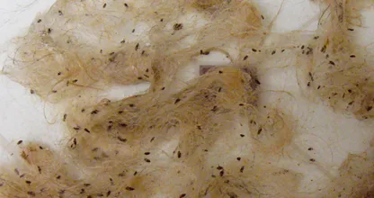 Heeft je huisdier vlooien? Geen nood, met DEZE natuurlijke tips ben je er zo vanaf!