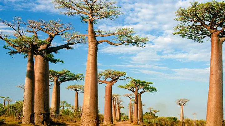 These Plants Found Around The Globe Are Amazing