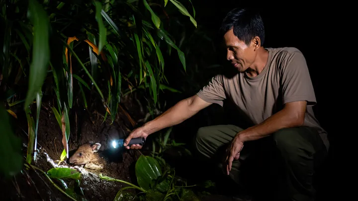 Man Hears Squealing in Garden – What He Finds Curled in the Dirt Leaves Him Speechless