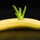 Ecco perché si dovrebbe mettere una pianta di aloe vera in una banana
