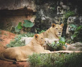 Verdrietig nieuws: dierentuin Artis moet afscheid nemen van leeuwen