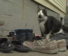 Brutale kat steelt ontelbaar veel schoenen uit de buurt