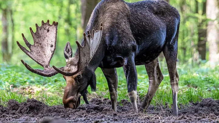 Der Elch nähert sich einer Frau, und sie beschließt, ihm zu folgen
