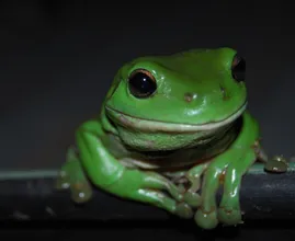 Toddler has green, slimy pet frog and they are the best of friends