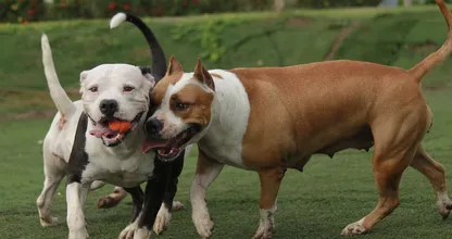 Dierenasiels lopen tegenwoordig vol met vechthonden. De reden waarom is ronduit schokkend.