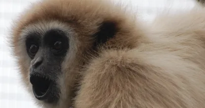 VIDEO: Hartverscheurend drama in Limburgs dierenpark! Zo zielig wat er met deze aap gebeurt!