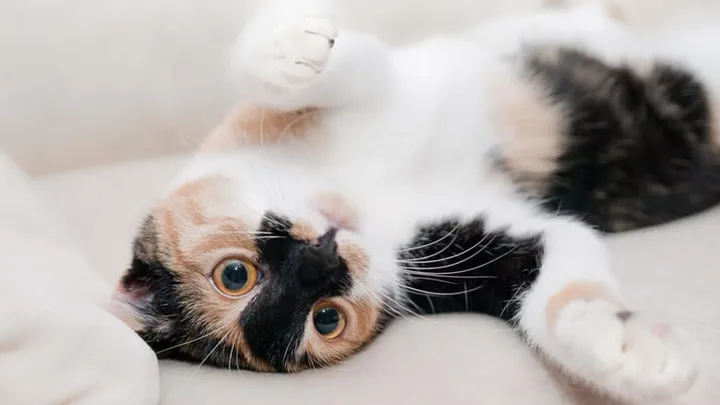 Bank vol dierenhaar? Deze goedkope en simpele oplossing heb je al in huis