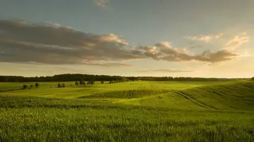 L'agricoltore ritrova la mucca scomparsa dopo 8 mesi: quando si avvicina, diventa pallida