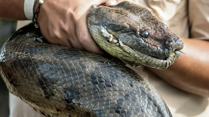 ¡Estos trabajadores encontraron una serpiente gigante - no creerás lo que encontraron dentro!