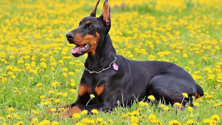 Il cane di famiglia scaraventa il bambino nel cortile di casa e il motivo ti sorprenderà