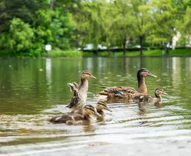 Deze dieren kun je beter geen brood voeren