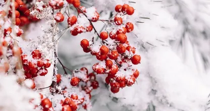 Een witte kerst in Nederland? Hier is de kans het grootst