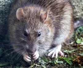 Bizarro: rato sai da privada e morde nádegas de mulher em visita ao banheiro
