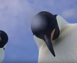 Te schattig: nieuwsgierige pinguïns vinden camera en maken dít filmpje