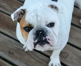 Man wil auto verkopen om de operatie van zijn hond te kunnen bekostigen